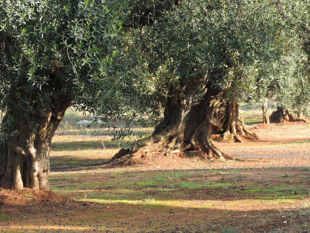 Bed & Breakfast Le Comari Salentine Lecce
